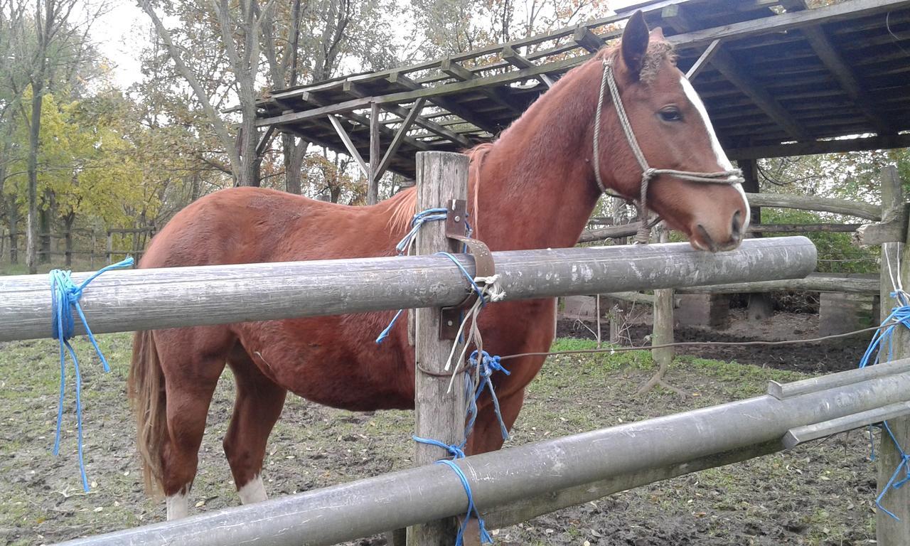 Dvorac Fantast Bečej Exterior foto